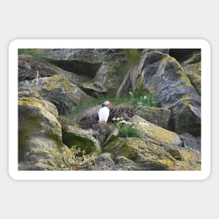 Puffin Sticker